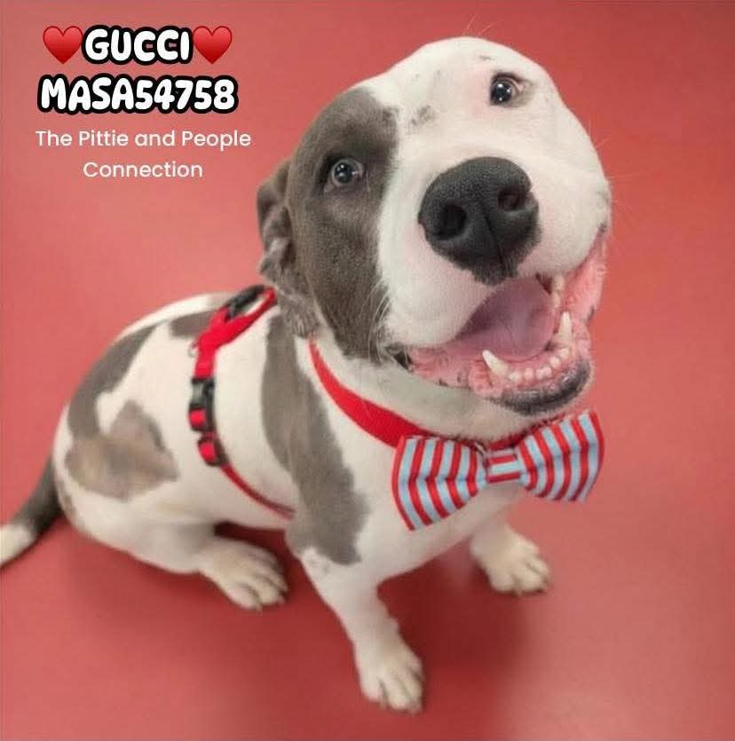 Proud Army Mom and American Patriot💚 🇺🇸❤️🇺🇸💚 tweet media