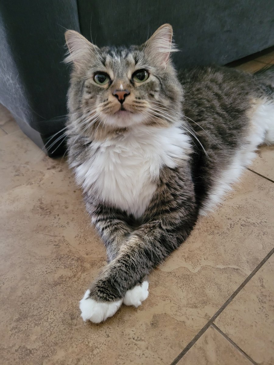 Alley Cat 😈 tweet media