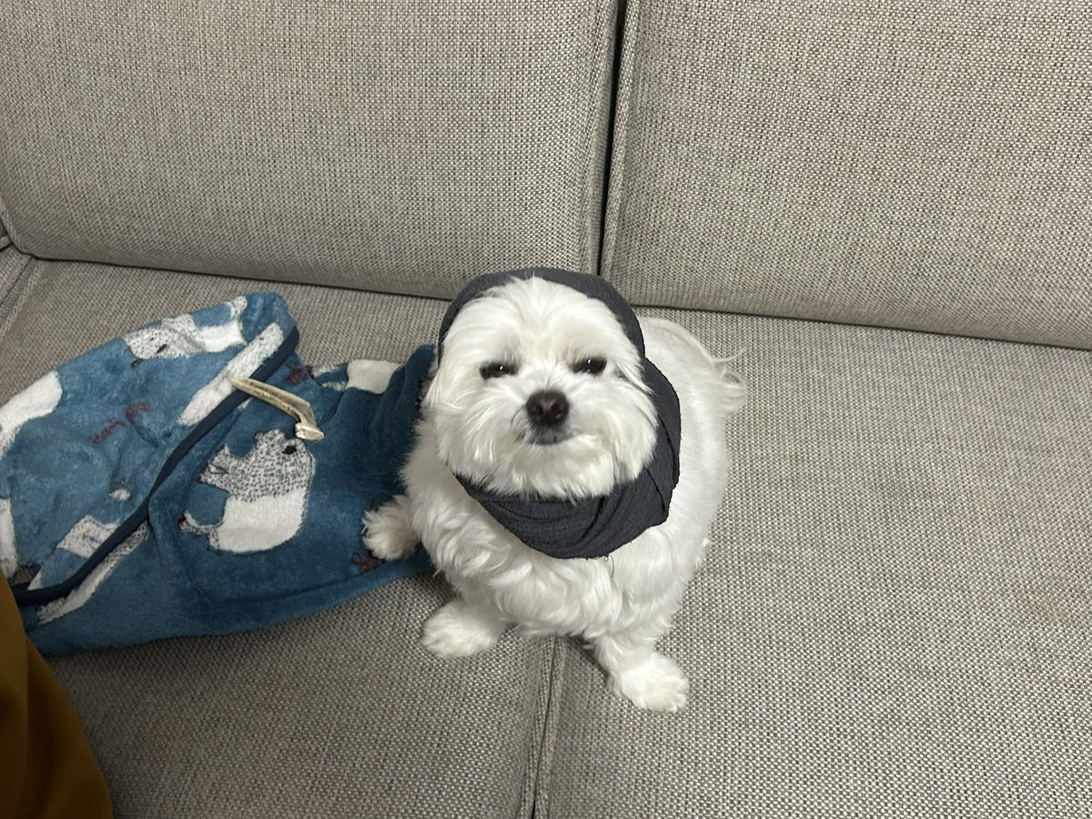 社会のストレスに効く犬 tweet media