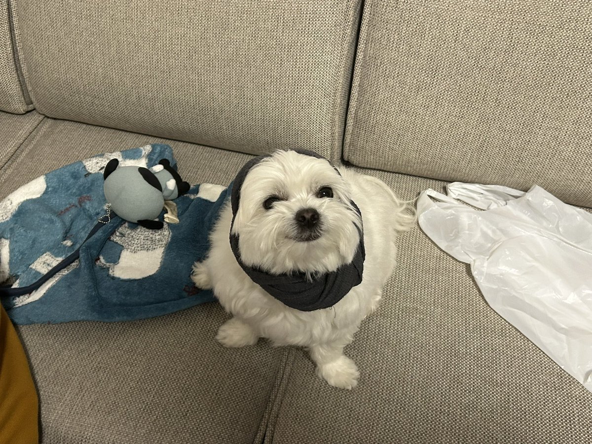 社会のストレスに効く犬 tweet media