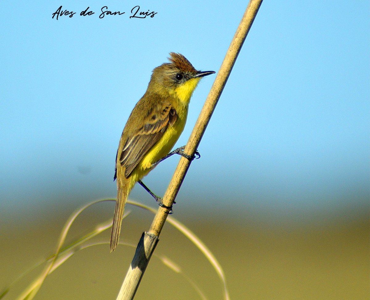 Agrega tu nombre tweet media