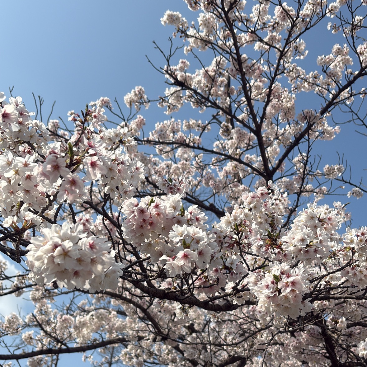 keywordjapan_PR's tweet image. こんにちは！広報の橘です。
先月末に桜を見に行きました🌸
見に行った頃は満開でしたが、1週間後には葉桜に🍃
少し寂しさを感じましたが、花粉にやられつつも残りの春を楽しみたいと思います🤧
#IT #IT企業 #広報