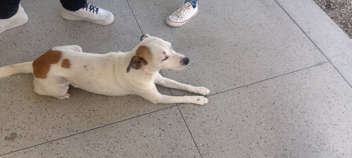 Mister Woke da Silva tweet media