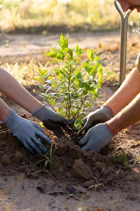 RaniRishik85465's tweet image. Plant a tree today, gift a future tomorrow 🌱
Every sapling we nurture becomes a source of life—clean air, shade, and hope for generations to come. Let’s unite to make our planet greener and healthier.
#TreePlantation #GoGreen #SaveEarth #PlantATree #EnvironmentMatters 🌍