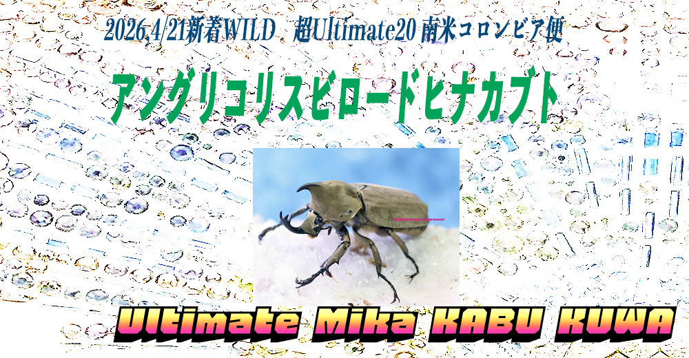 ultimate_mika's tweet photo. 2026,4/21新着WILD　超Ultimate20 南米コロンビア便　
日本初入荷・最高峰!! アングリコリスビロードヒナカブト降臨!!

下記、価格リストが完成しました。
↓
https://t.co/JGWSdROBar https://t.co/zx3v5X7LNI
