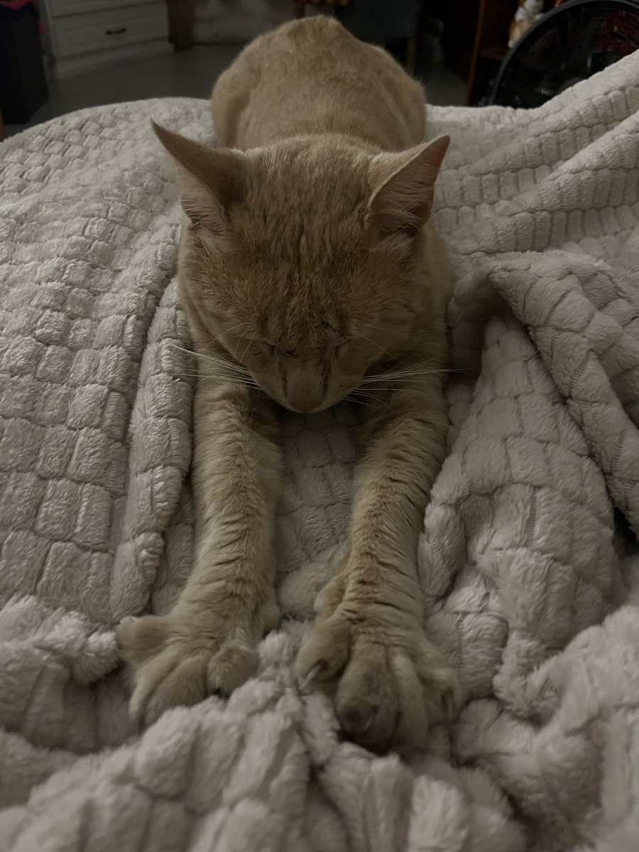 cati lvs vic ꕤ 24/10 tweet media