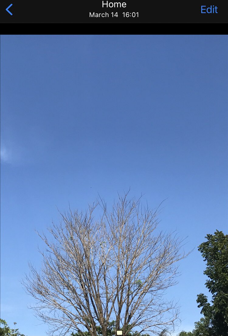 Khytt20's tweet image. Let me leave this here.

During my walks there’s this tree I pass by… around March I thought it was dead.

I looked up today and saw it’s leaves have grown back.

And I realized… I am the tree. 
And I’m just starting to grow back my leaves. ❤️‍🩹

#Healing #LifeShift