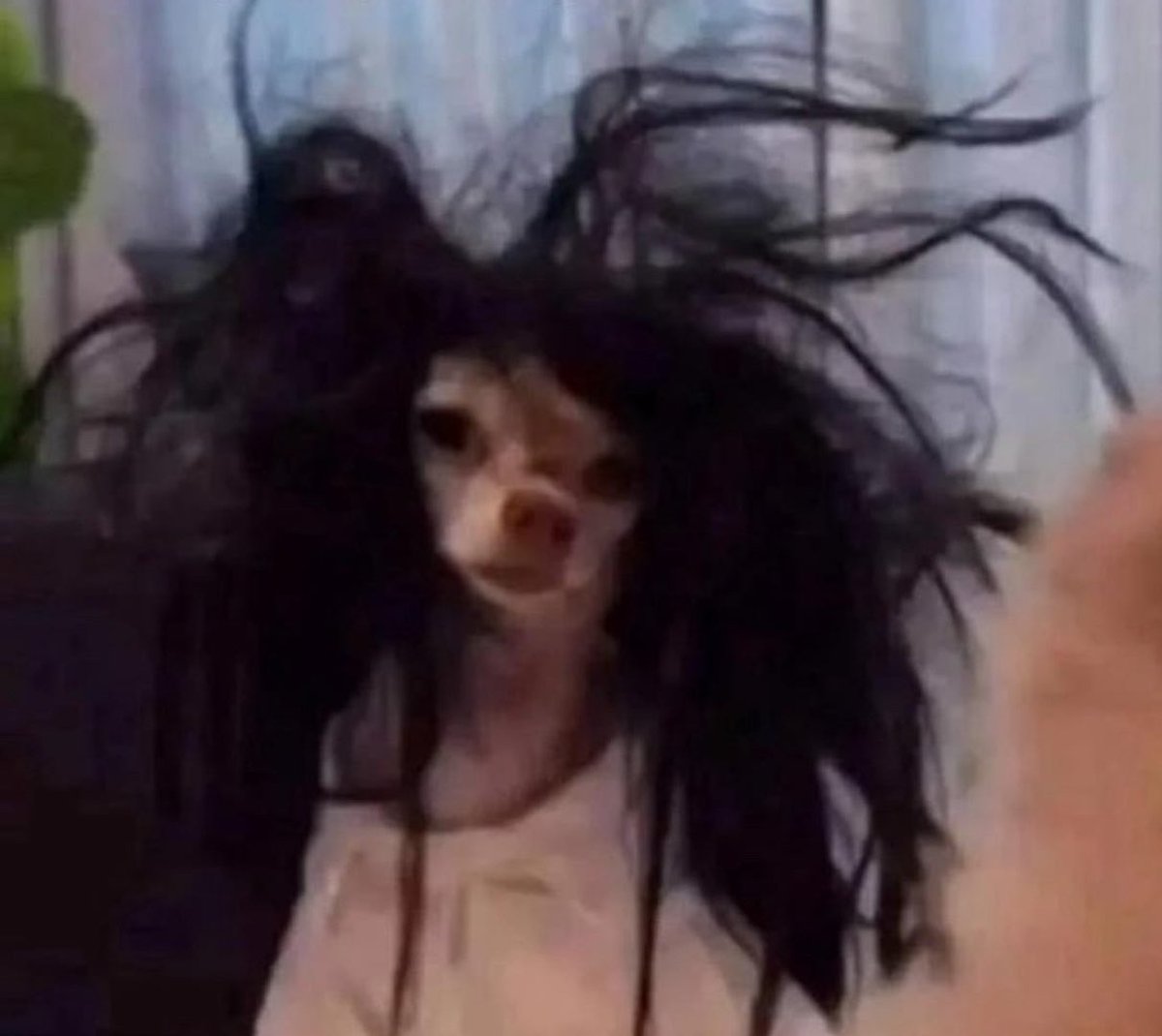 la designer tweet media