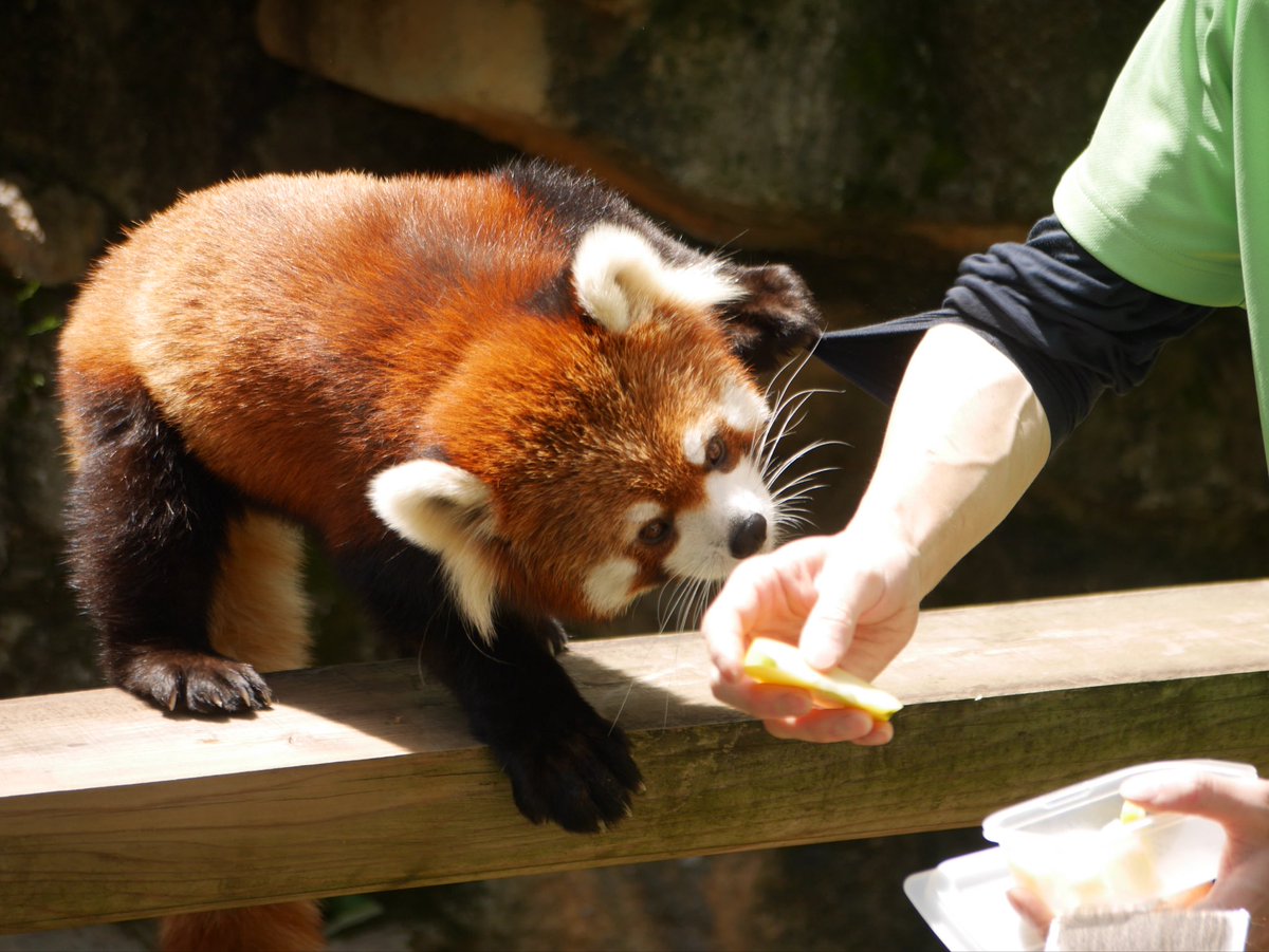 orangebanana tweet media