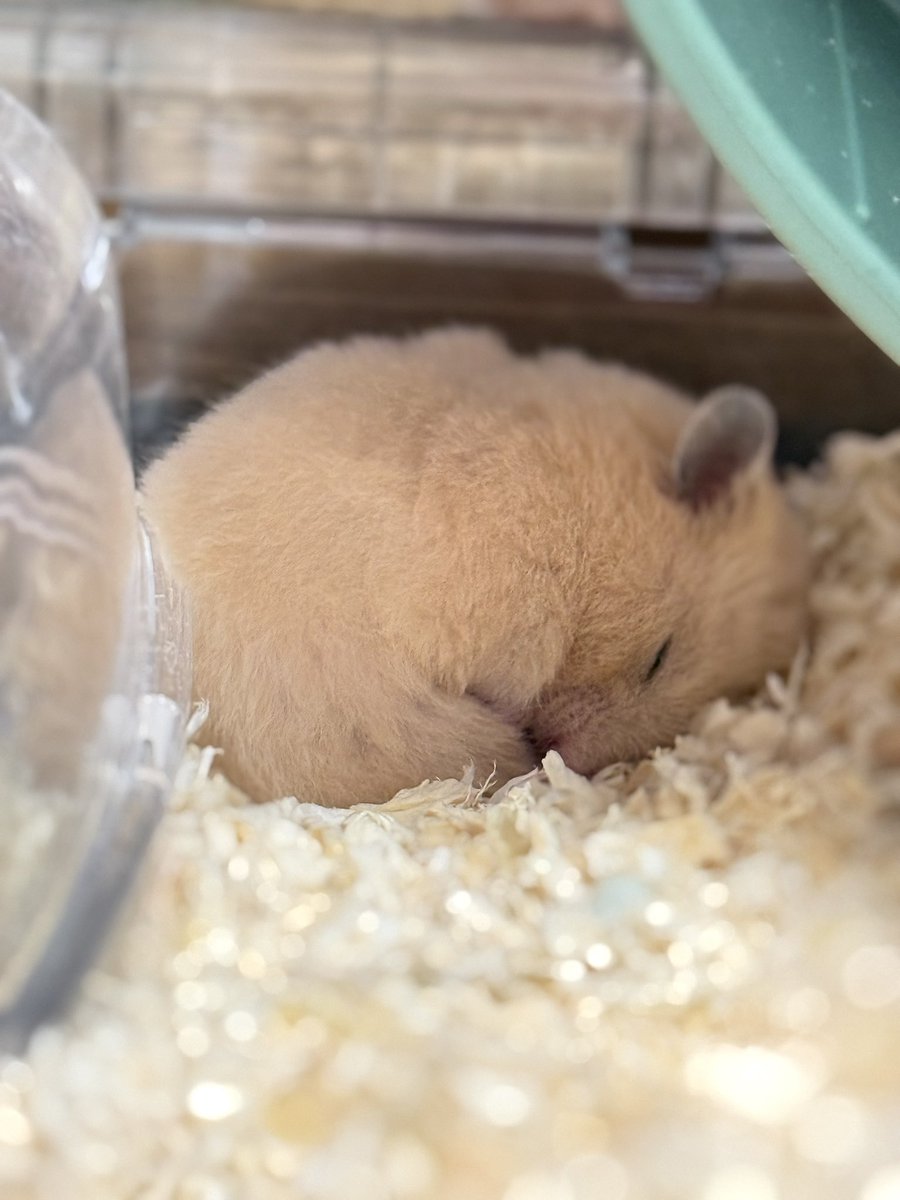 ほたて🐹 tweet media