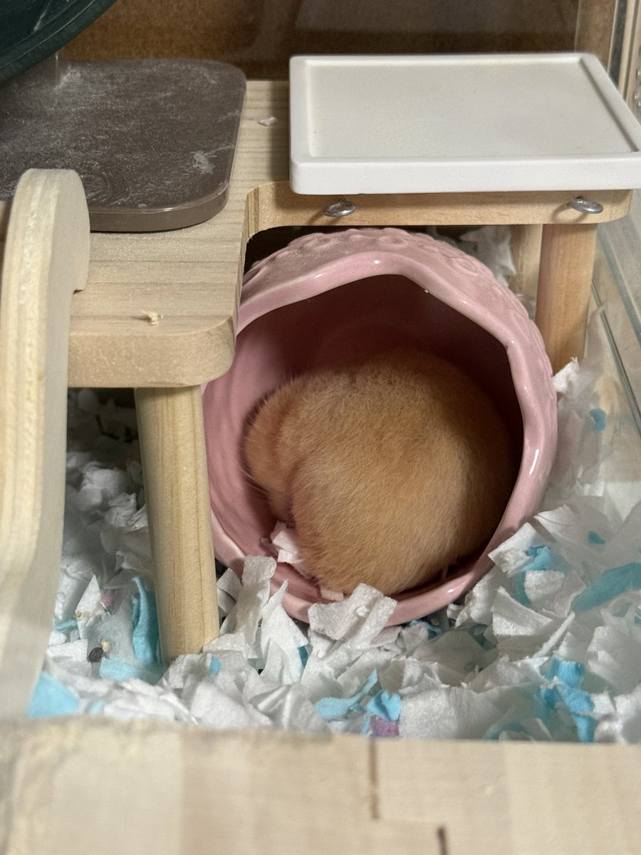 ほたて🐹 tweet media