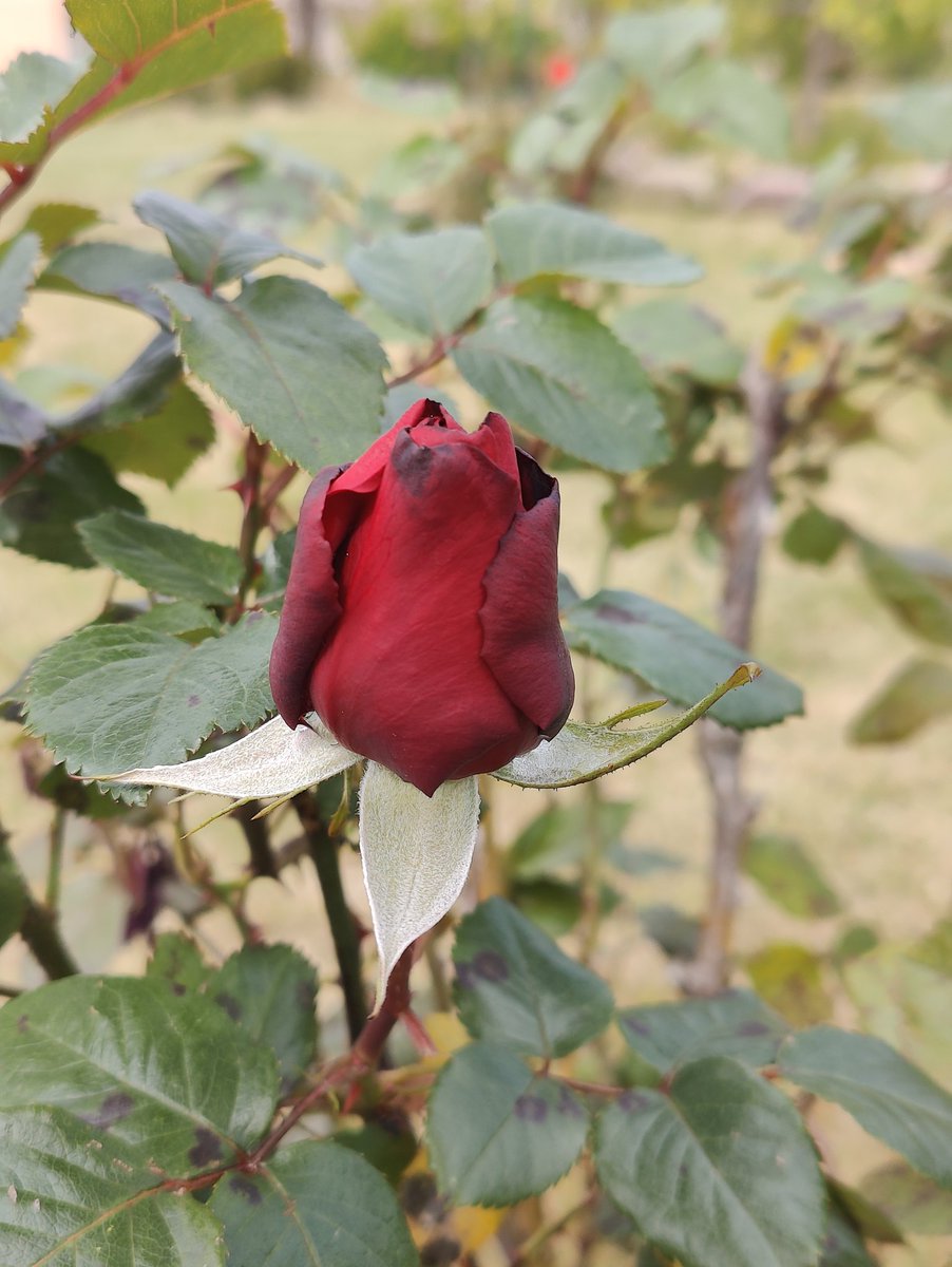 2nrc's tweet photo. Another one in progress... #myClick #myGarden 🌹 https://t.co/bvBdpQpyCR