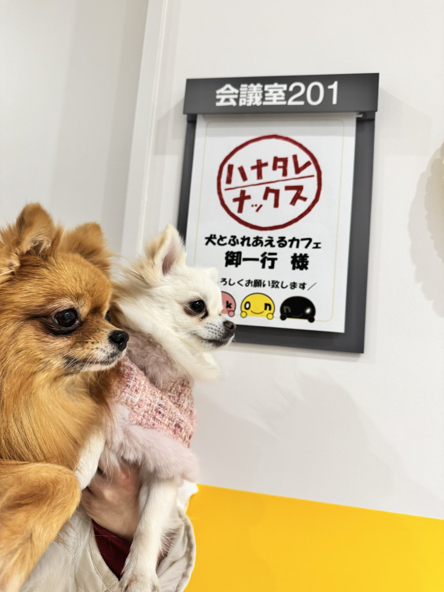 犬とふれあえるカフェ@札幌犬カフェ tweet media