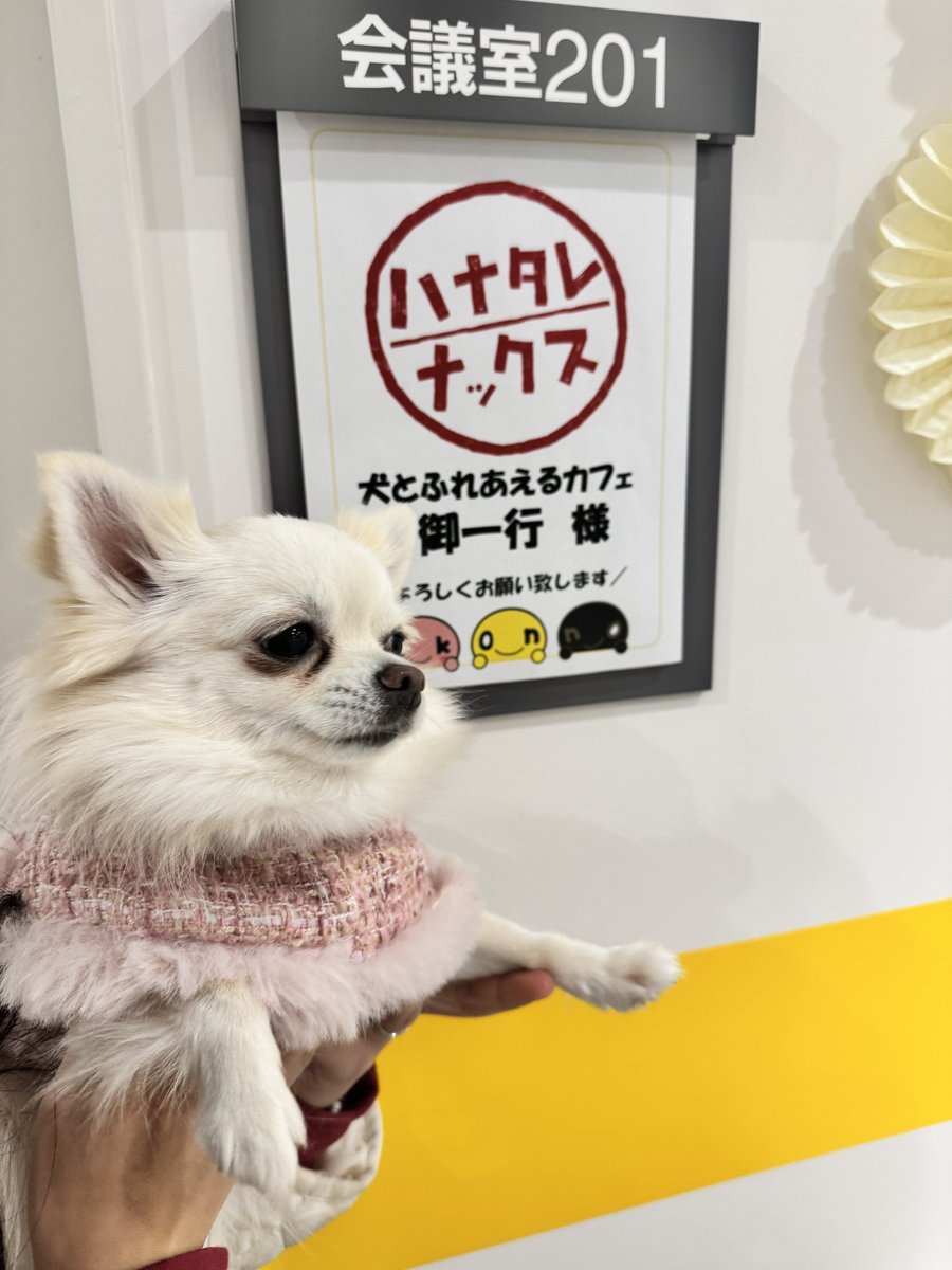 犬とふれあえるカフェ@札幌犬カフェ tweet media