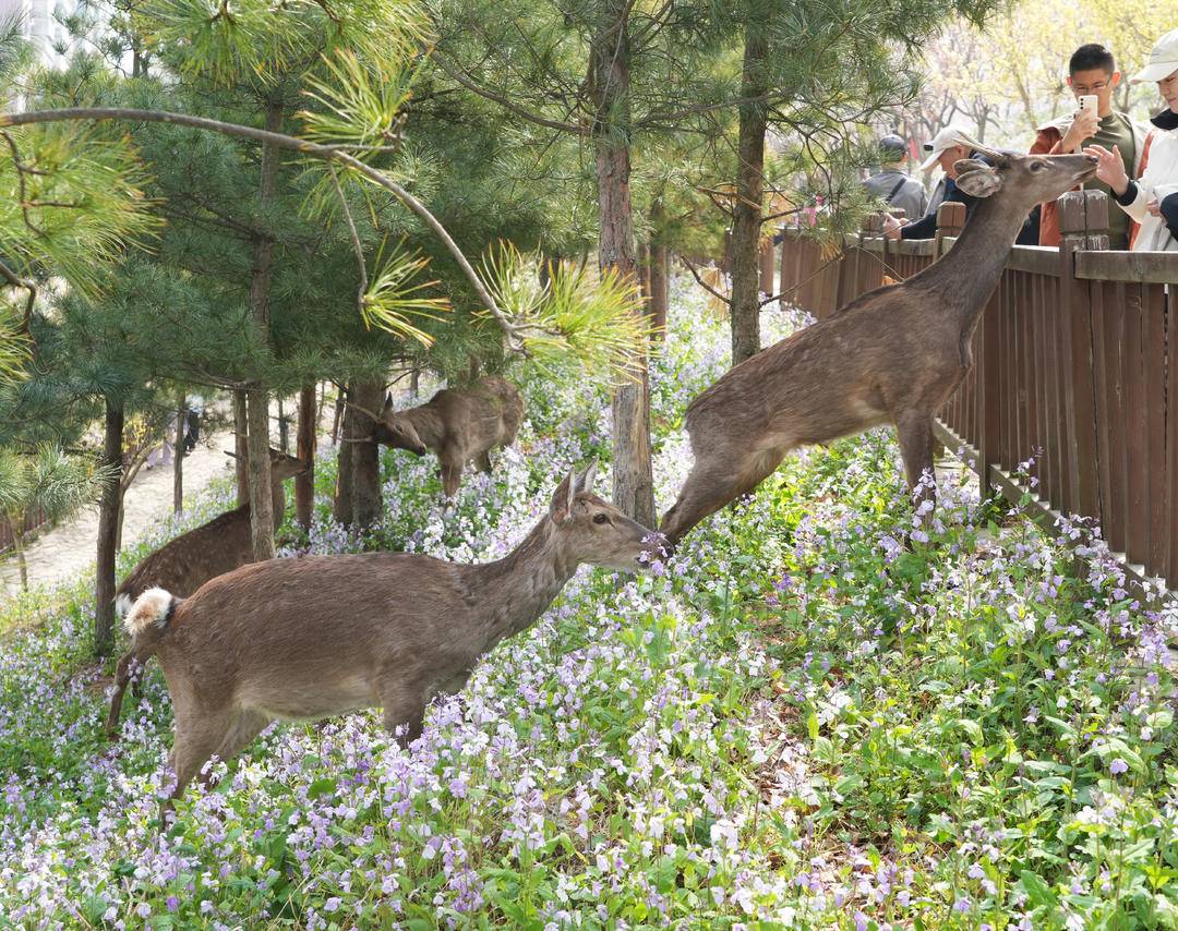 LiaoningC's tweet photo. At Lianhua Mountain in #Dalian, #Liaoning Province, cute spotted deer wander and play freely among blooming spring flowers. Isn’t this dreamy fairyland view absolutely heartwarming?
#LiaoningTravel #SpringVibes #SikaDeer #NatureBeauty #ChinaSpring https://t.co/Z2gNOqr610
