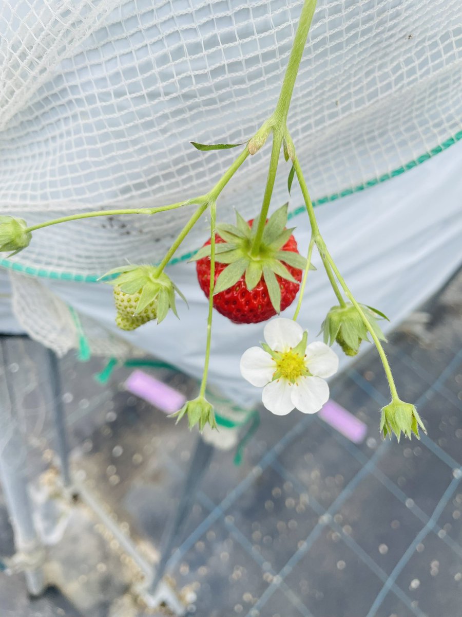 にゃも tweet media