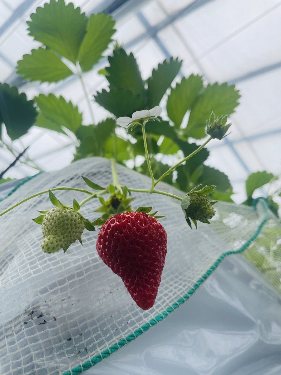 にゃも tweet media