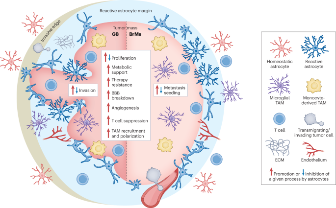 LabWaggoner's tweet photo. Review @NatImmunol @QuintanaLabHMS 
Astrocyte-driven immunosuppression in the brain tumor microenvironment
https://t.co/mzLBqft3hH https://t.co/kKEek1wucY