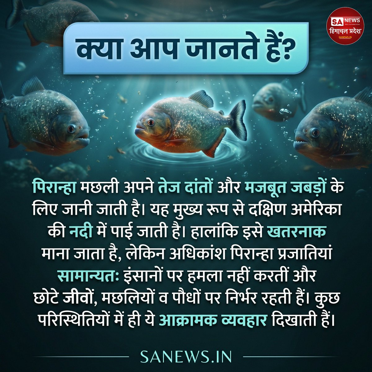 sanewshimachal's tweet image. क्या आप जानते हैं?

#DidYouKnow  #piranhafish #aquaticlife  #WildlifeFacts #NatureKnowledge  #dangerousfish #sanewshimachalpradesh