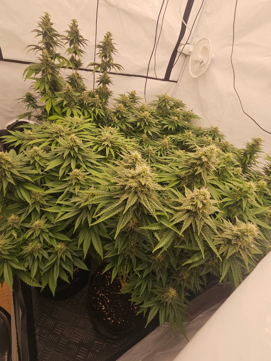 Die Amnesia Haze von Royal Queen Seeds zeigt richtig, was sie kann.  
Diese sativa-dominante Lady stammt von Landrassen aus Thailand, Jamaika und Hawaii ab. 
Wer von euch hat sie schon mal angebaut?