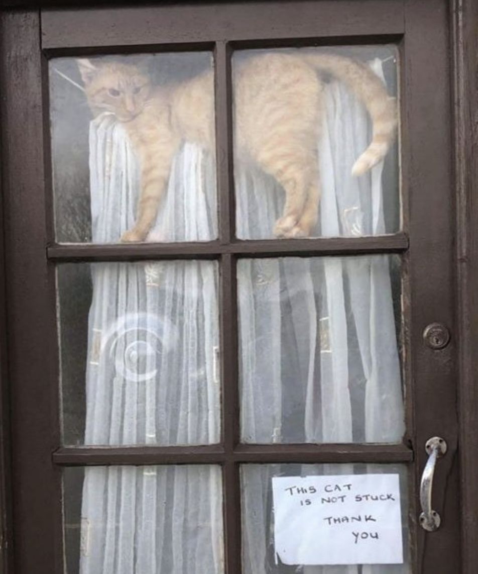 Cats and Kittens tweet media