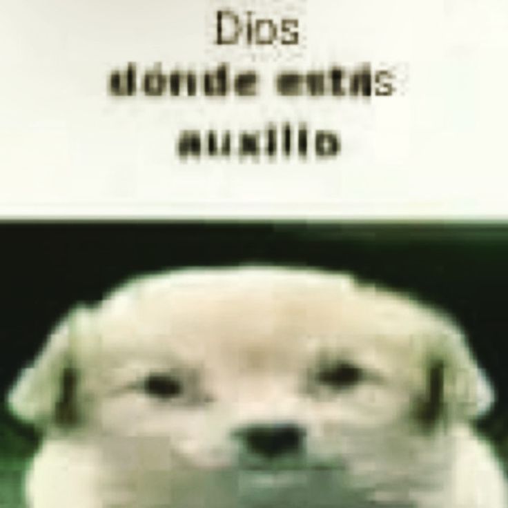 En el rol de vainilla se fueron mis ideas ayuda