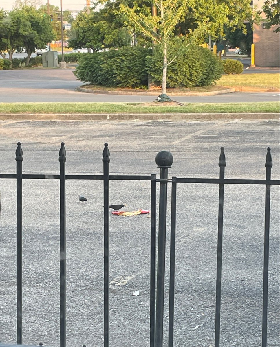 laura’s bush 💚 tweet media