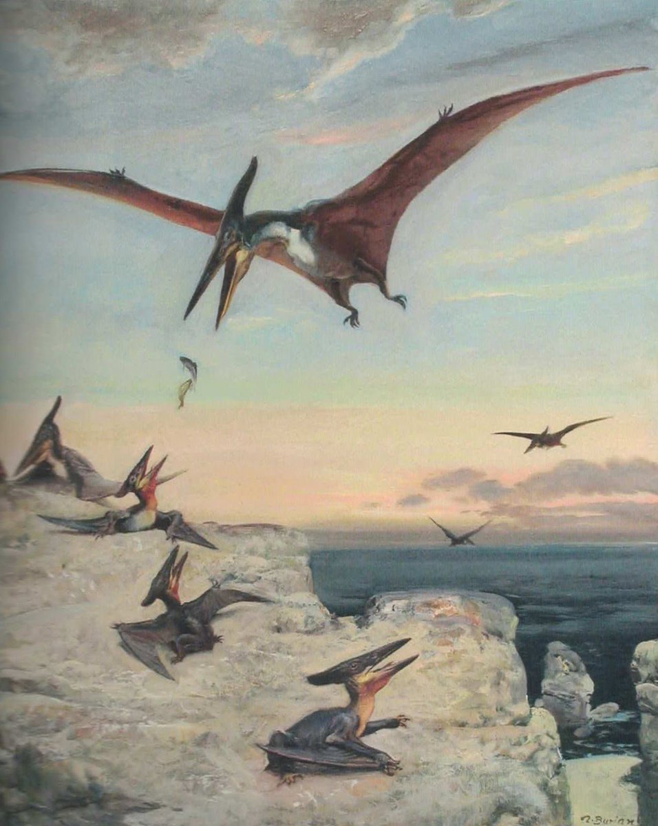 Ecco the Dolphin Online 🐬 tweet media