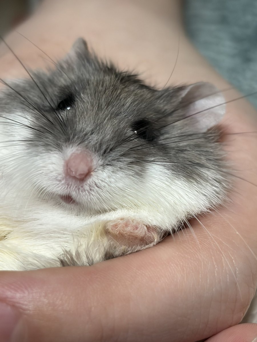 紫愛(じゅりあ) tweet media