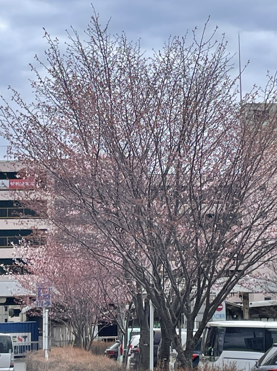 toma_tourism's tweet photo. 🌸苫小牧駅前のエゾヤマザクラの様子🌸
今日は予想最高気温が11℃でやや肌寒く、陽射しも弱いのですが、近日中には満開の桜の写真をご覧いただけるかと思います。
#今日の苫小牧駅前 #桜前線到着 #苫小牧 https://t.co/C79qiTnnT0