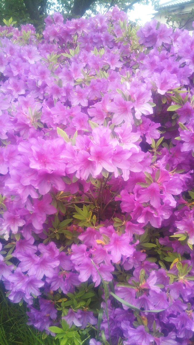 セラミスト tweet media