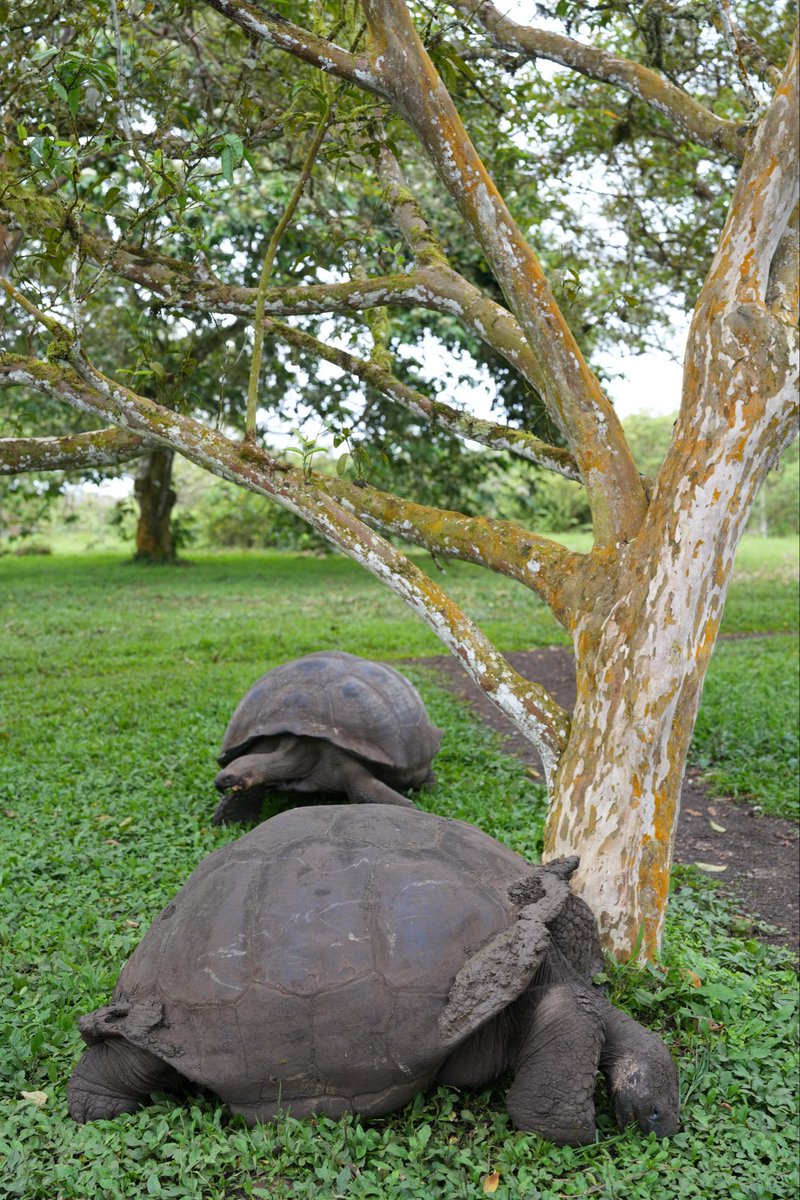 hellonatterrrs's tweet photo. #Galápagos giant #tortoises are the world’s largest tortoises. So many roaming around Santa Cruz Island 🥹🐢🐢 https://t.co/w7maaUZaNP