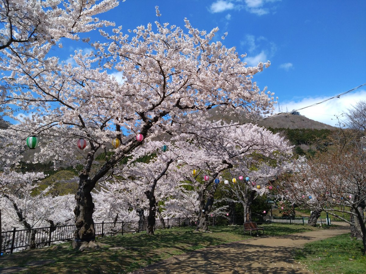 4月24日のサクラ開花状況です。 
両公園ともまだまだ見ごろです！
五稜郭公園→hakobura.jp/news/967
函館公園→hakobura.jp/news/968

今週末は両公園とも駐車場の混雑が予想されますので、公共交通機関のご利用をお薦めします。