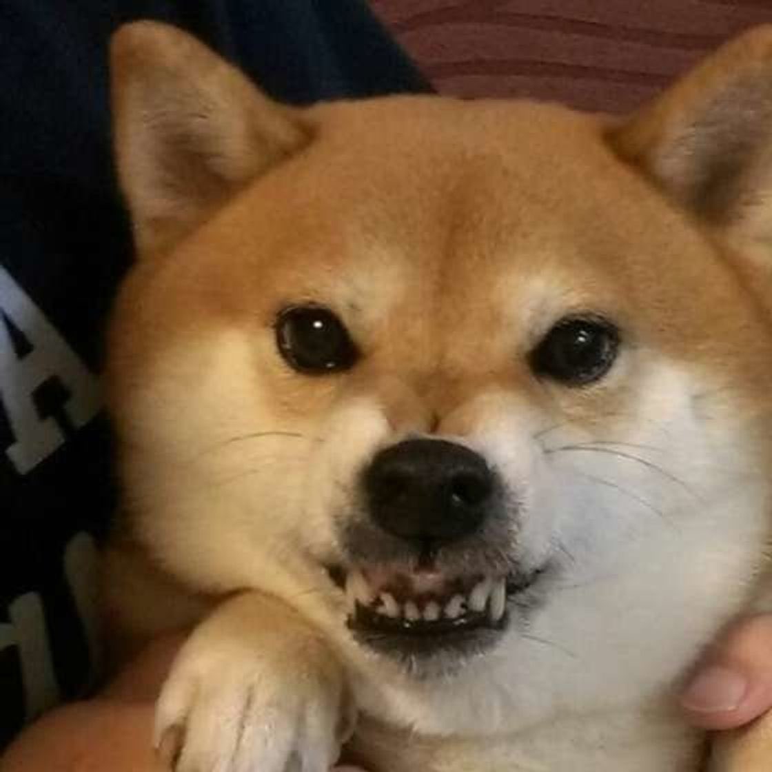 🇯🇵星空音夢🇯🇵🧀Cheese police 👮 tweet media