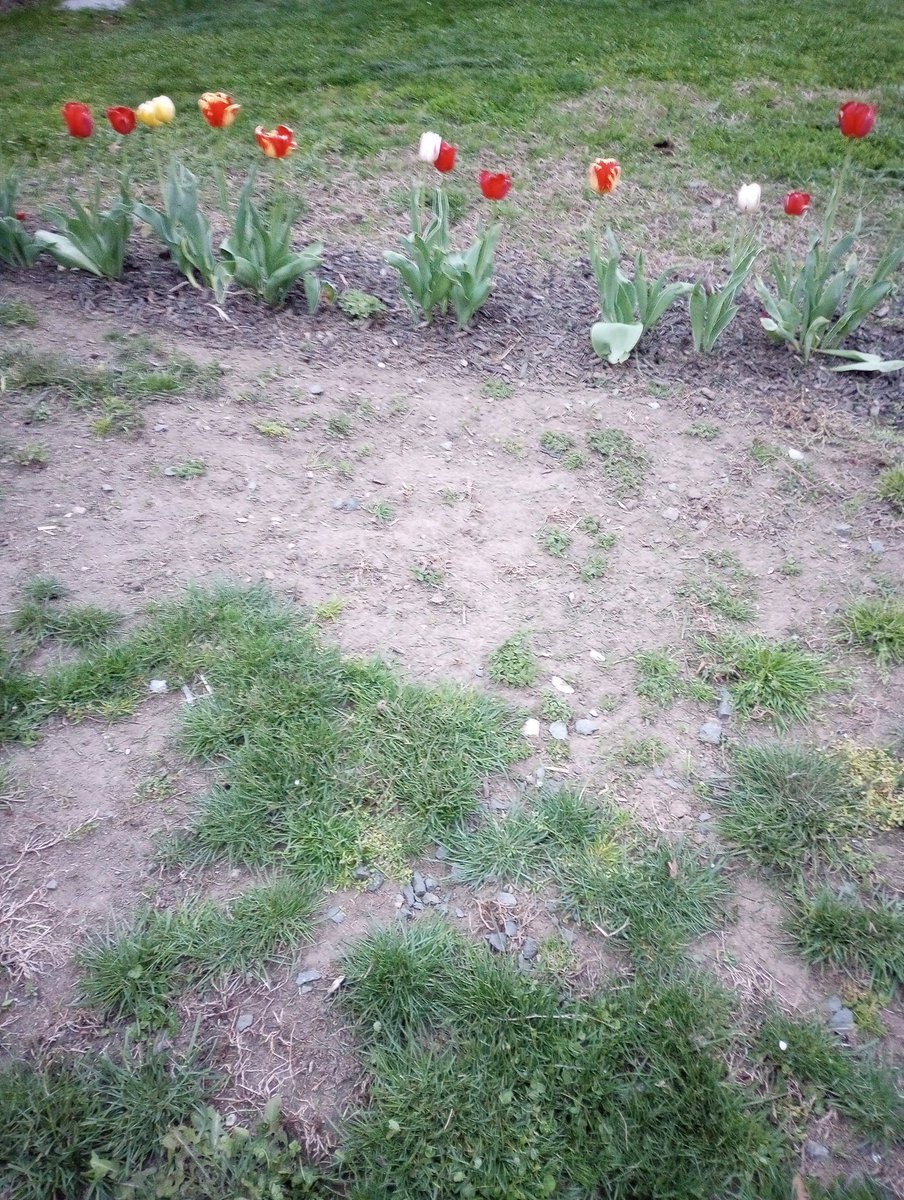 TruthTold443745's tweet image. Planted flowers this year instead of pumpkins. 🚫🎃🌷🌷👍 Loooookin' good, babaaay! 😄

Oh, and #4... Yes, we did. 💯🍷🍕🍟🤭😄😋

#TimeToGarden
#Gardening
#SpringHasSprung
#COUNTRYYARD