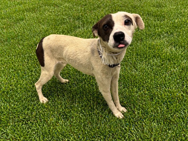 AnimaLancaster's tweet image. #A5771586
Male, white and gray mix
5 months old.
PetHarbor.com/pet.asp?uaid=L…