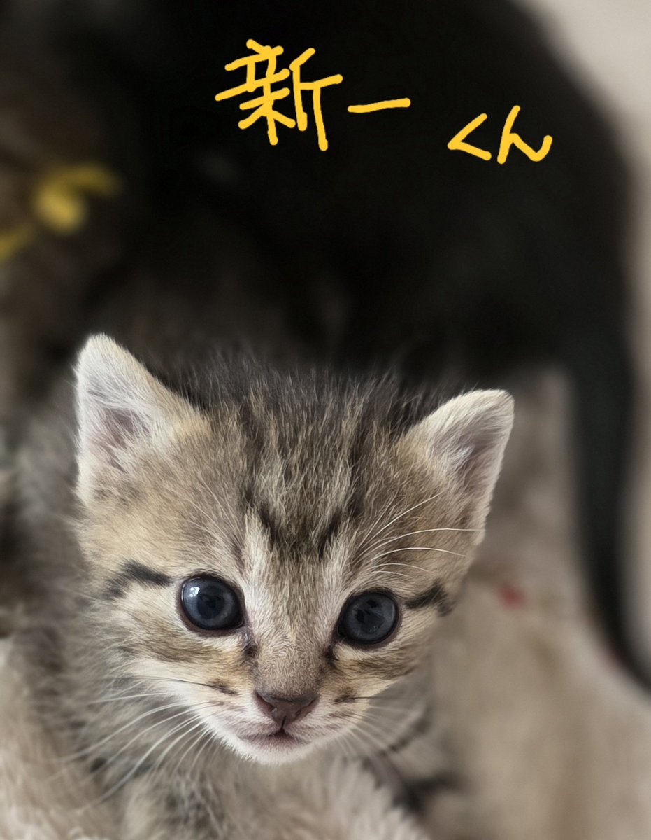 なつうり tweet media