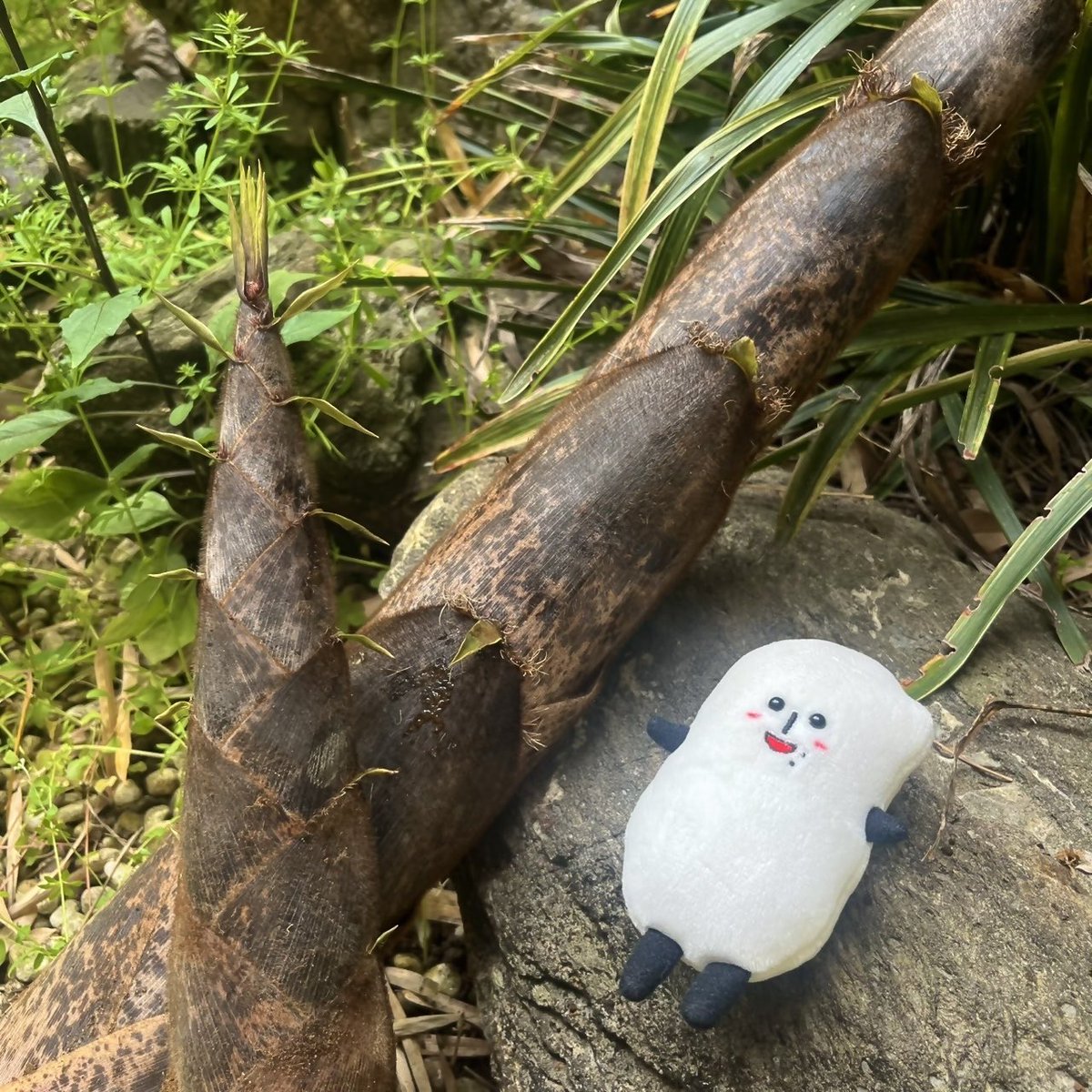 コメ助【公式】☀️🌾 tweet media