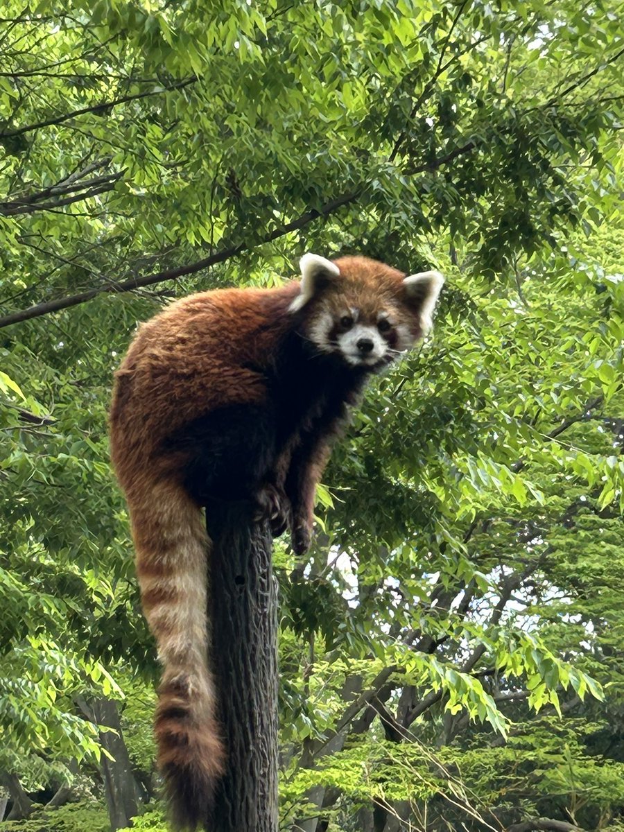 千葉市動物公園【公式】 tweet media
