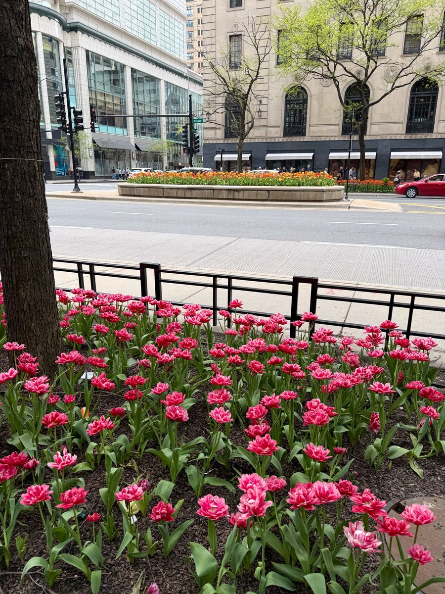 Tulips everywhere.