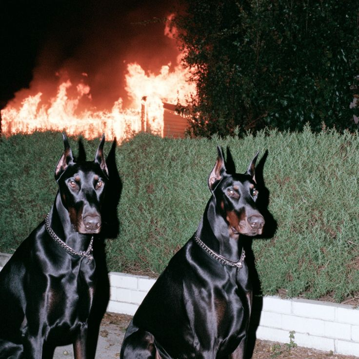 disillusionment is the downfall of our modern age

may we all find a ghetto part of ourselves this summer

stay up

ghetto shit forever 

and always