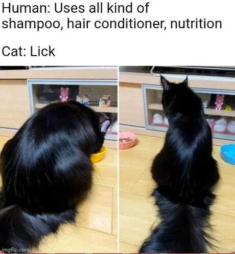 WholesomeMemes tweet media