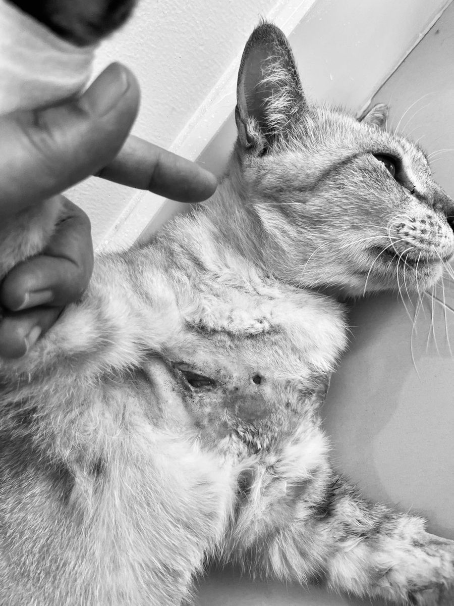 #ฝากหาบ้าน
อายุ ประมาณ1ปี เพศเมีย
พิกัดแถวโรงพยาบาลเปาโลสมุทรปราการ
0989540524
- น้องเป็นแมวจร โดนแมวนอกหมู่บ้านกัด ตอนนี้กำลังรักษาแผล
- ติดคนระดับนึง
(ถ้ามีคนสนใจน้องจริงๆสามารถพาน้องไปส่งให้ถึงบ้านได้ค่ะ)

สนใจรับเลี้ยงน้องรบกวนติดต่อ <a href="/Chaw_guyy/">พรั้นที่แปลว่าต่อยอ่ะ</a>  ได้เลยนะคะ น้องน่ารักมาก