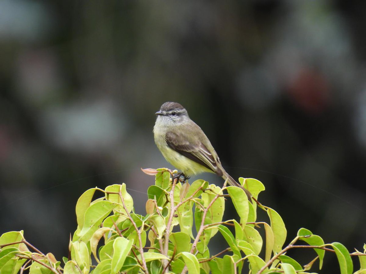 Xiomara Pulido tweet media