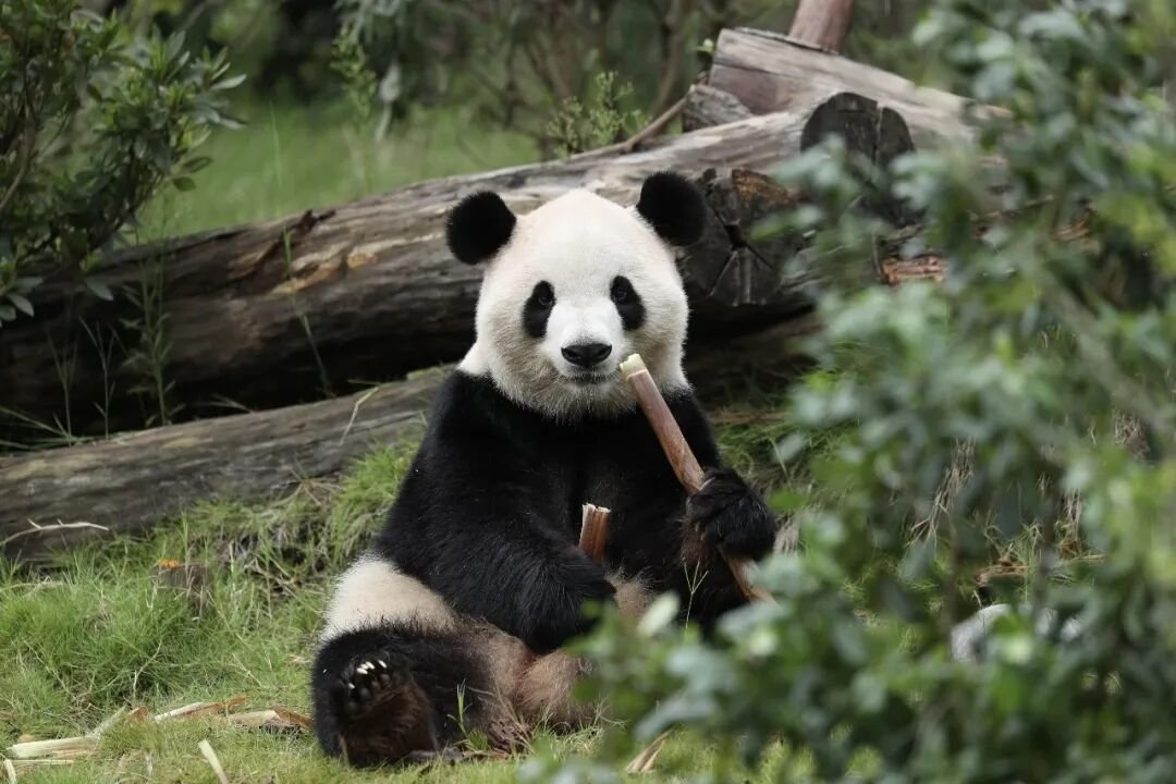 IFENG__official's tweet image. 🐼🐼#Giantpandas PingPing(male), the Giant Panda, and FuShuang(female), the Giant Panda, will begin a 10-year stay at Zoo #Atlanta. 

Born at the #Chengdu Research Base of Giant Panda Breeding, the two pandas will be welcomed to newly upgraded habitats in the US, with Chinese