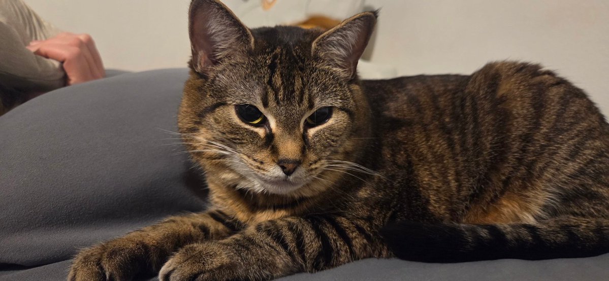 grilled cheese maniac tweet media