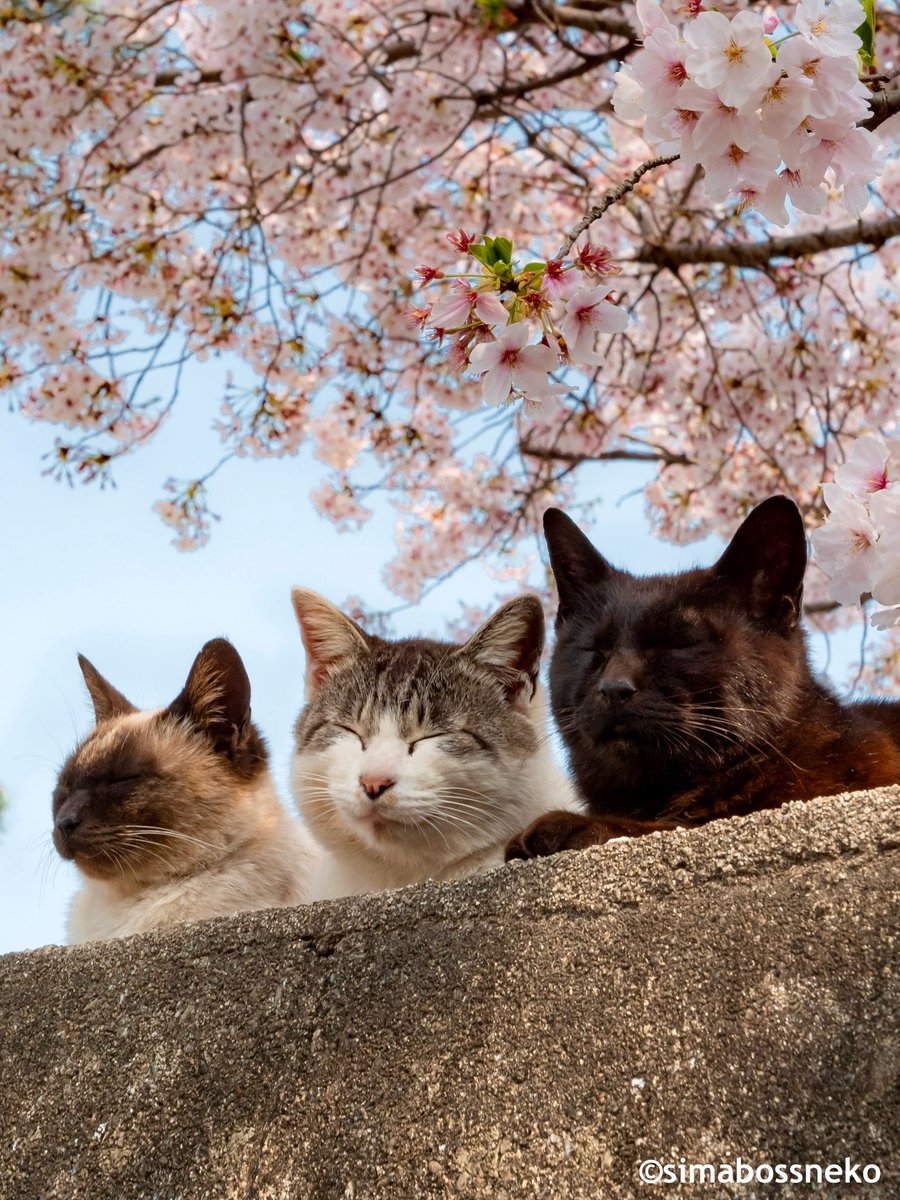 simabossneko 写真集「島にゃんこ」発売中 tweet media