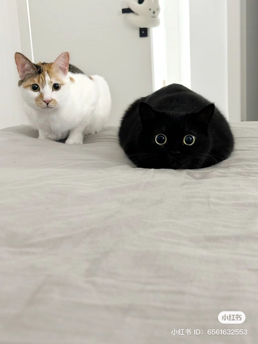 Miaw tweet media