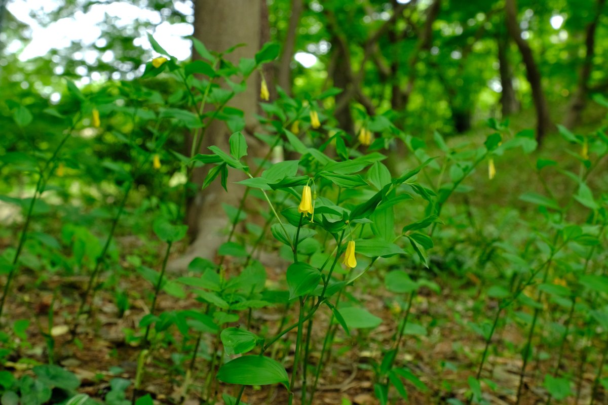 ぷくぷくタッケー tweet media