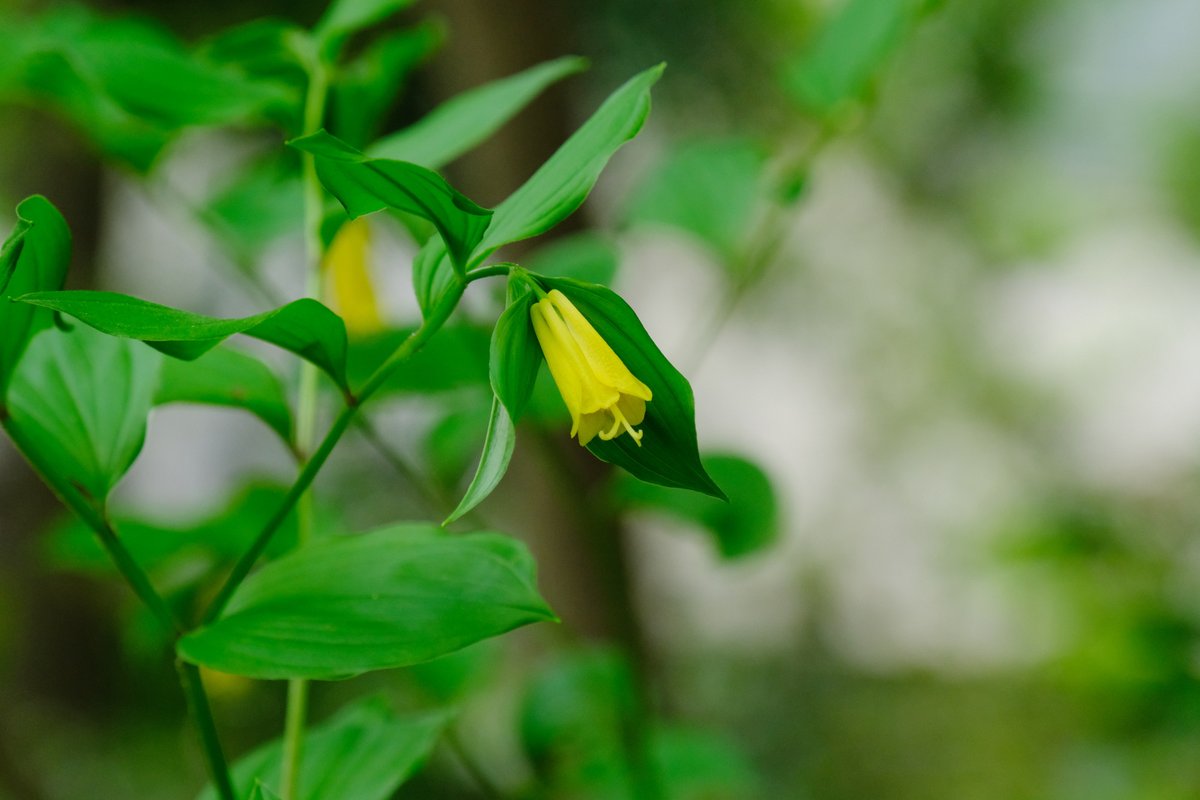 ぷくぷくタッケー tweet media